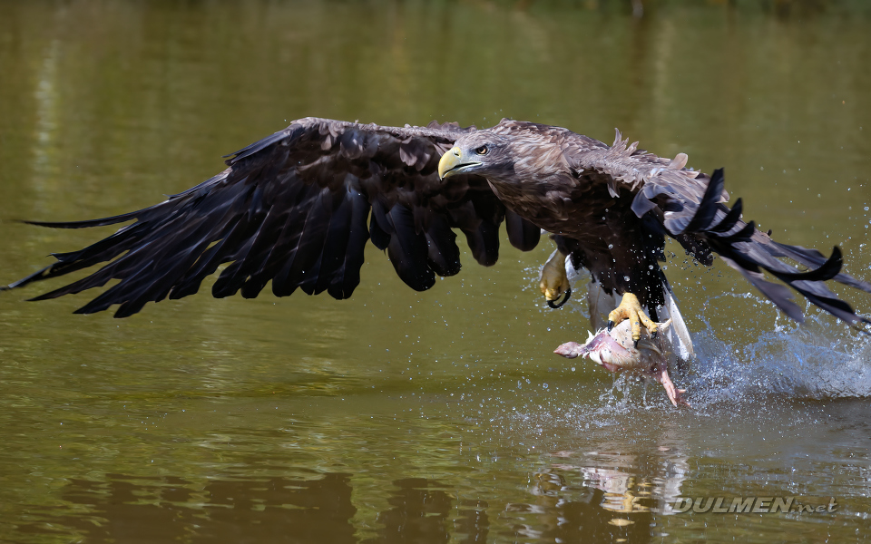 01 White-tailed eagle (Haliaeetus albicilla)